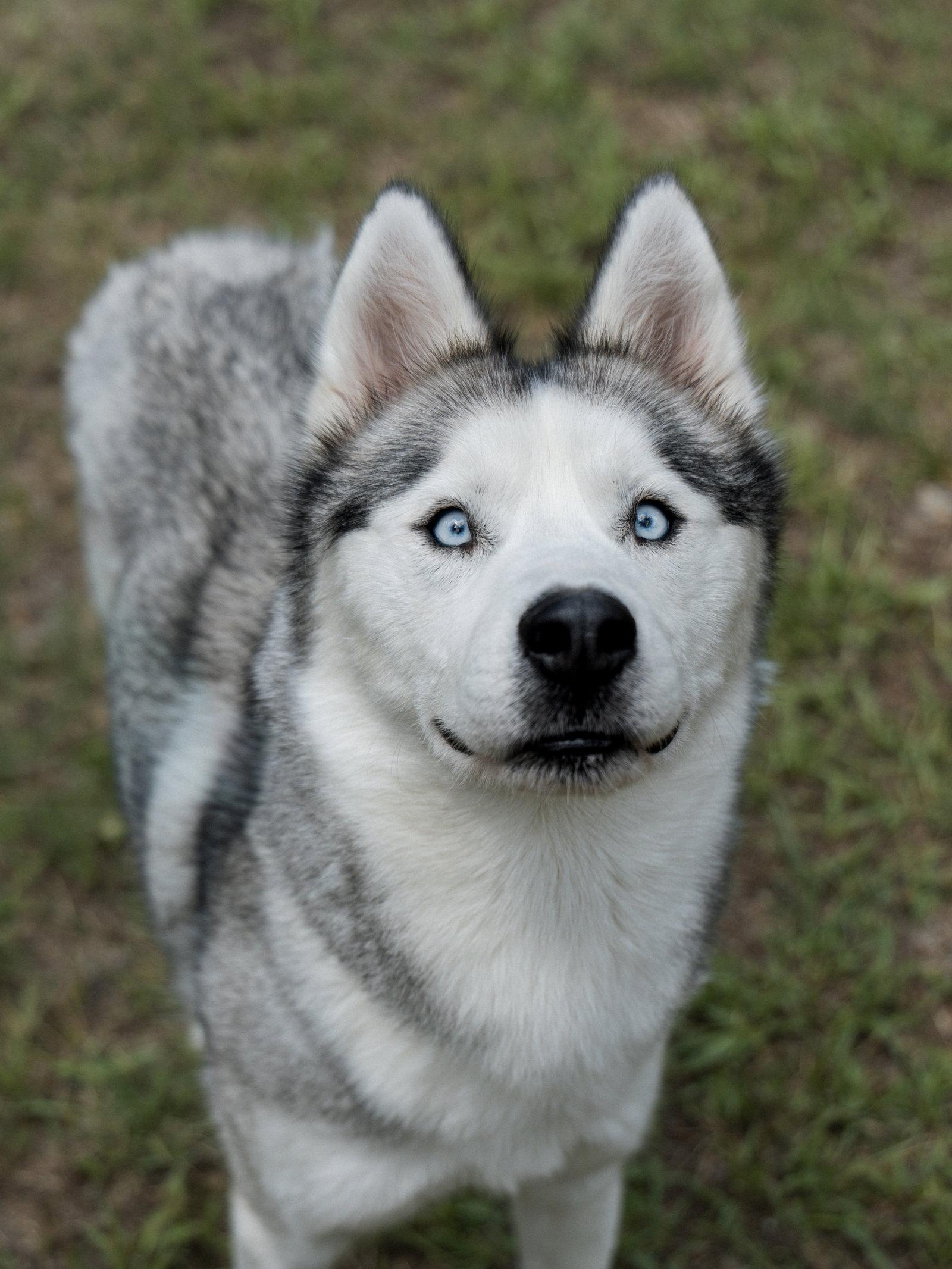 Enlarge Nigel *Foster Needed*, a Adoptable Siberian Husky in Carrollton, TX image 3/3