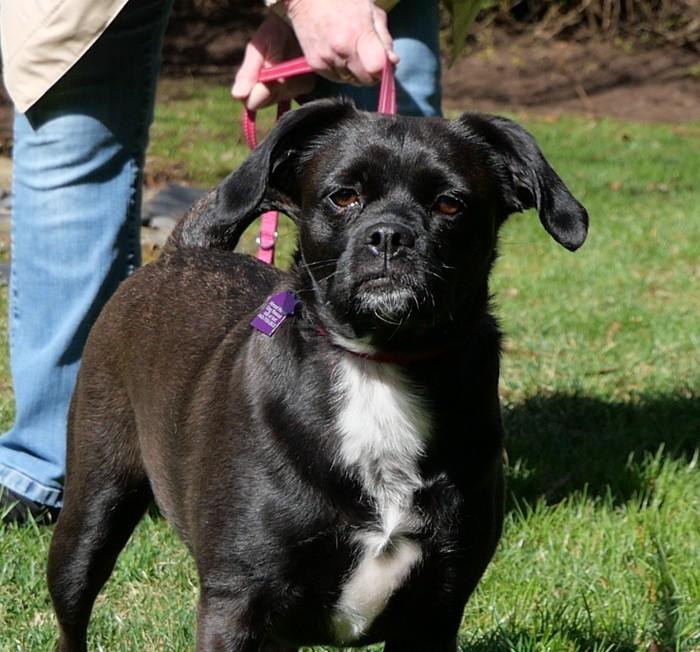Enlarge Lily (I need a foster) , a ADOPTABLE mixed breed in Ellicott City, MD image 2/5
