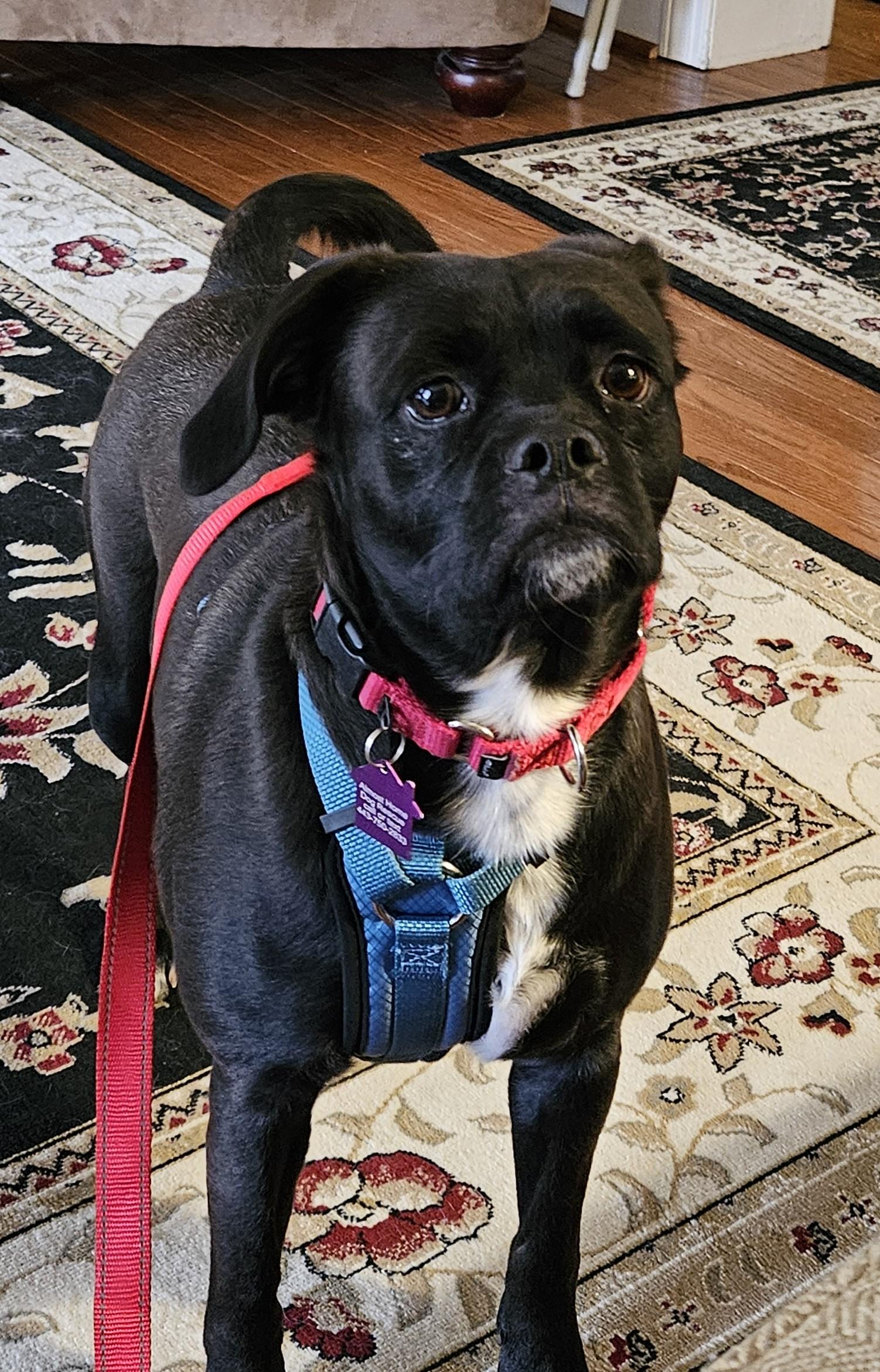 Enlarge Lily, a ADOPTABLE mixed breed in Ellicott City, MD image 1/2