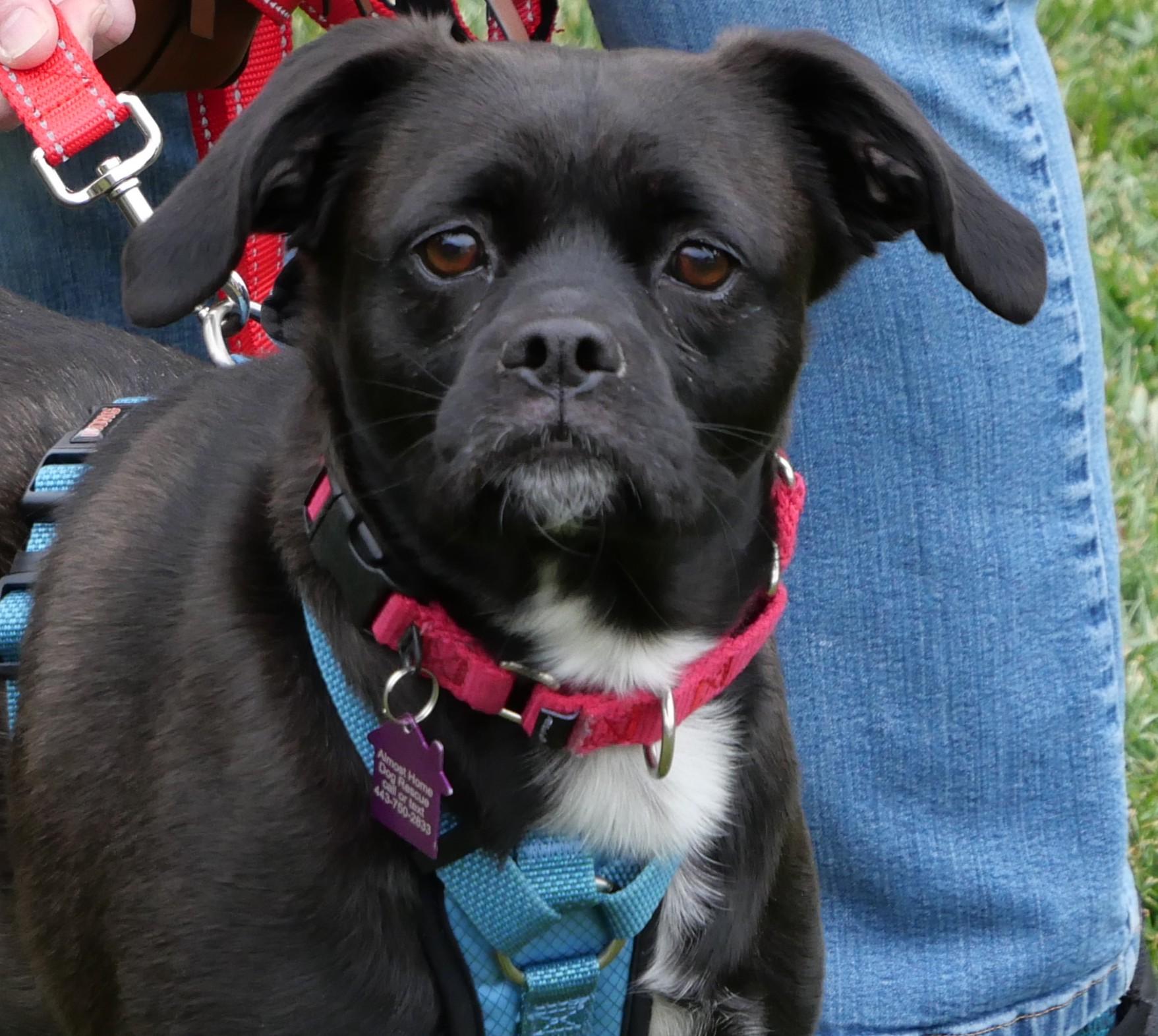 Enlarge Lily (I need a foster) , a ADOPTABLE mixed breed in Ellicott City, MD image 1/5