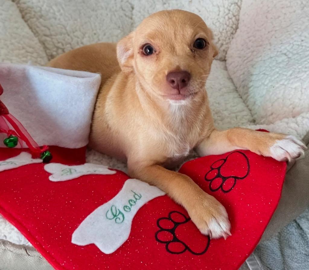 Enlarge Toffe, a Adoptable Terrier in Fort Myers, FL image 1/1
