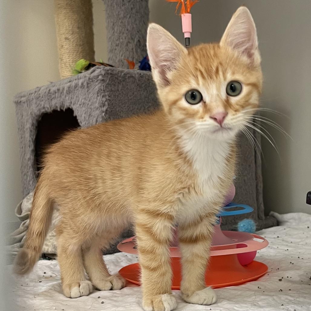Franklin, Adoptable, Kitten Male Domestic Short Hair.