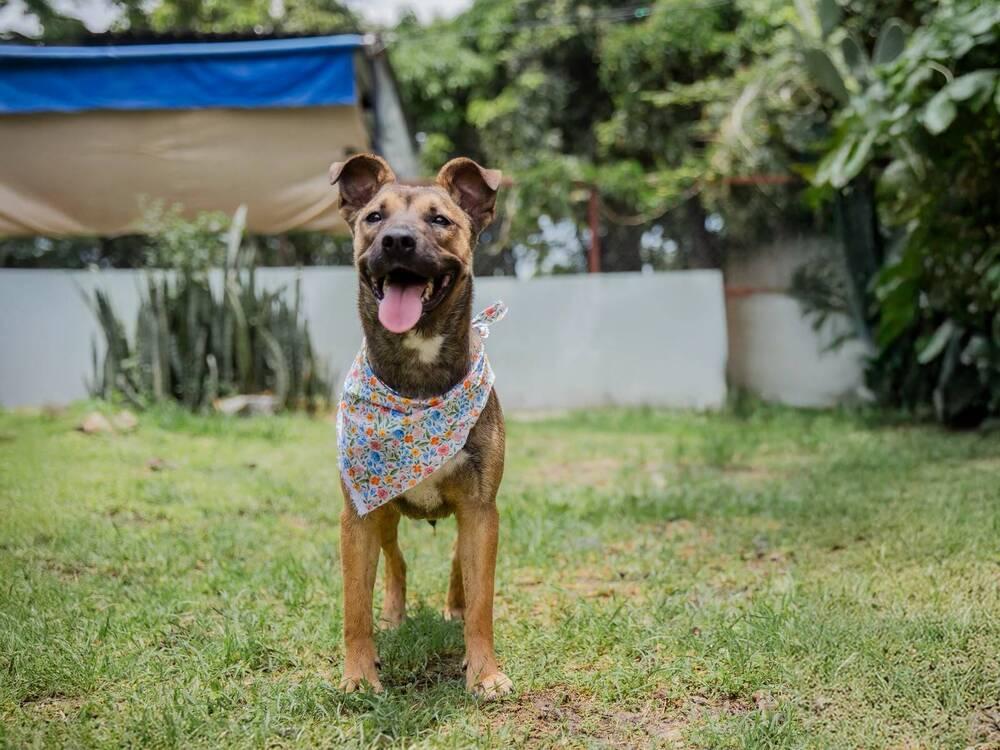 Enlarge RENA - FOSTERED, a Adoptable mixed breed in Langley, BC image 1/6