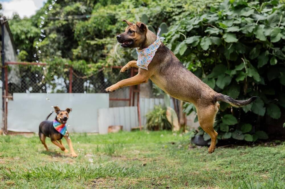 Enlarge RENA - FOSTERED, a Adoptable mixed breed in Langley, BC image 2/6