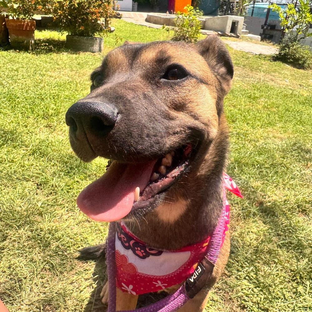 Enlarge RENA, a Adoptable mixed breed in Langley, BC image 5/6