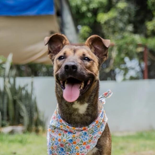 Enlarge RENA - FOSTERED, a Adoptable mixed breed in Langley, BC image 5/6