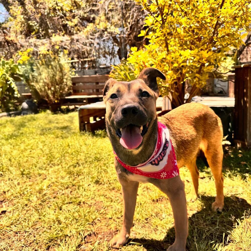 Enlarge RENA, a Adoptable mixed breed in Langley, BC image 6/6