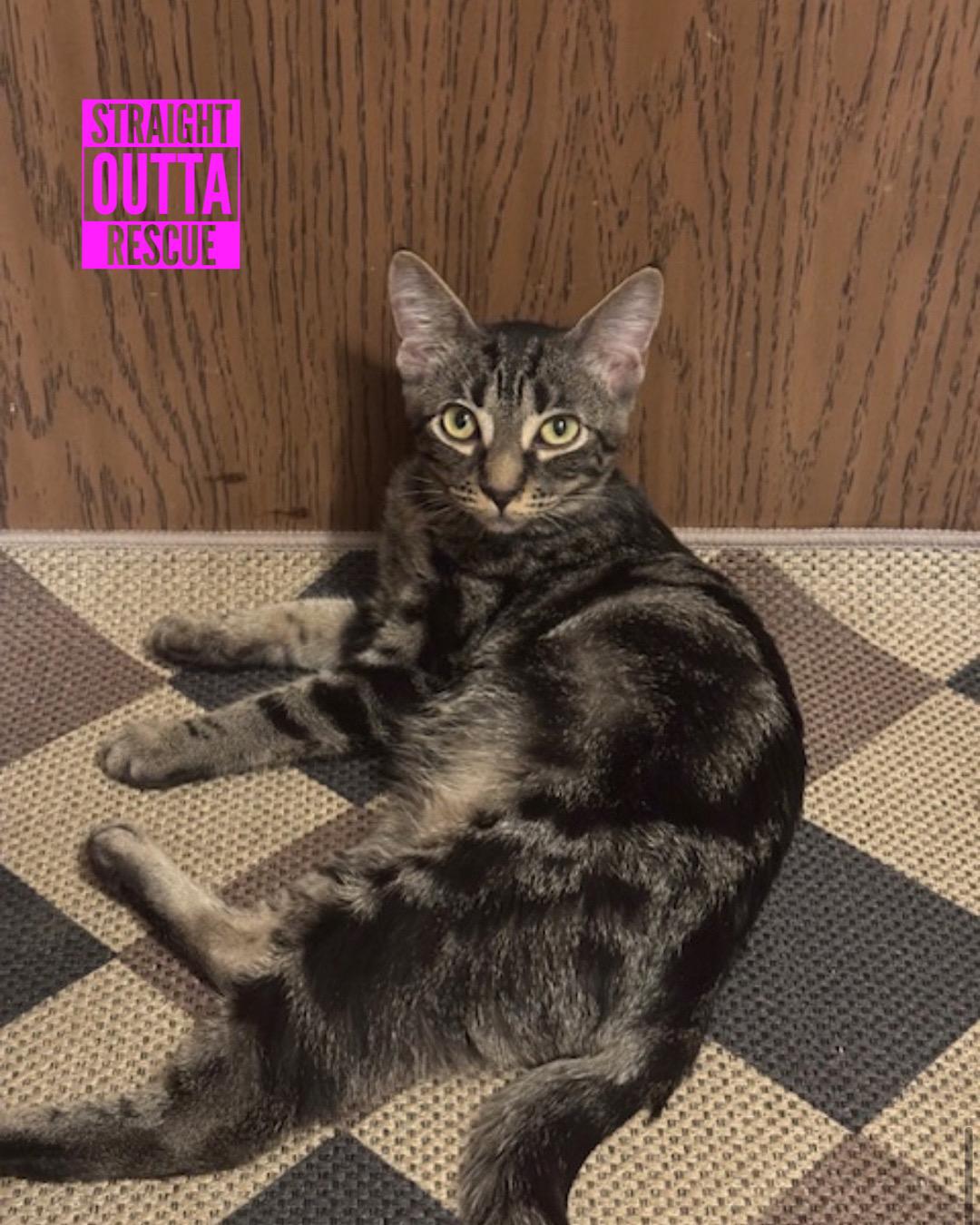 Vida - New Pics*, a Adoptable Tabby in Vancouver, BC image 1/6