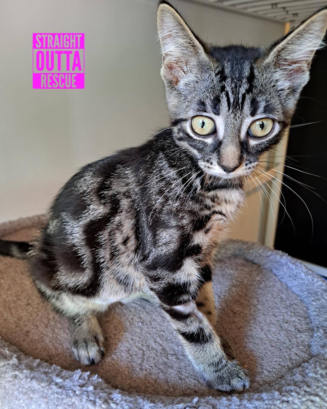 Vida - New Pics*, a Adoptable Tabby in Vancouver, BC image 4/6