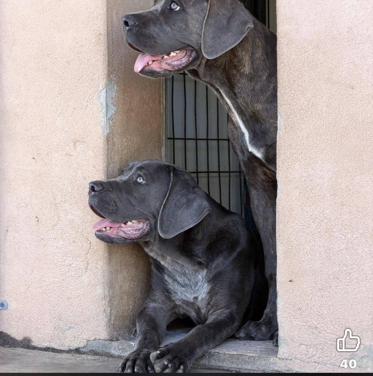 Iris, Adopted, Puppy Female Cane Corso.