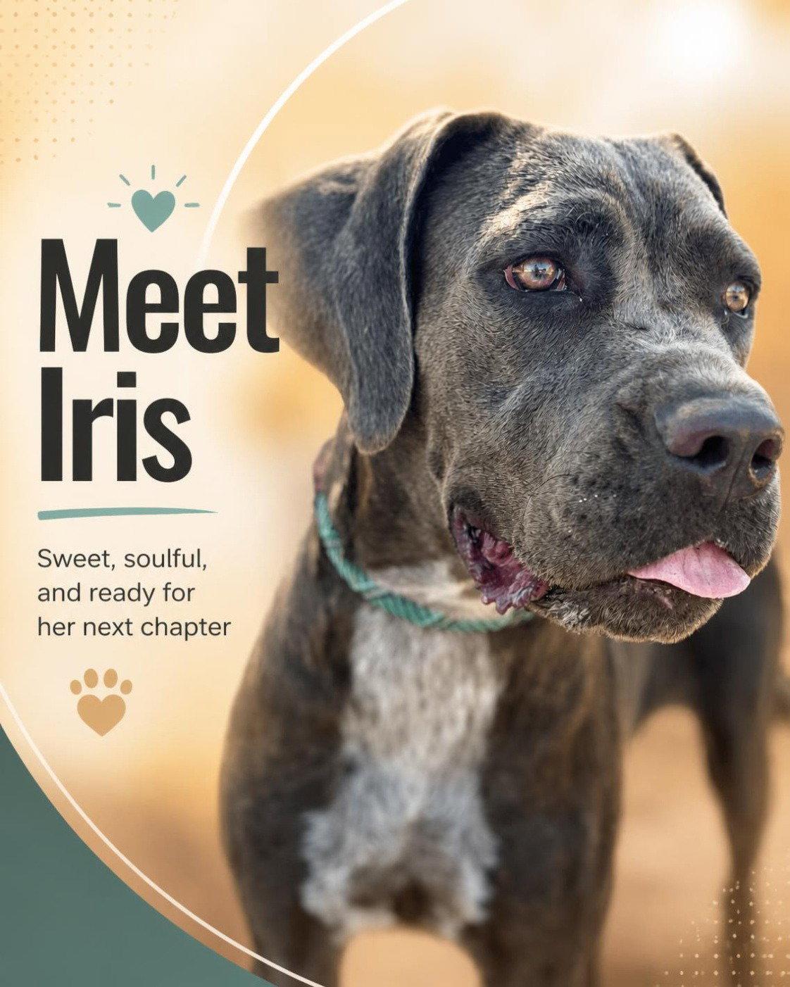 Enlarge Iris, a Adopted Cane Corso in Glendale, AZ image 2/3