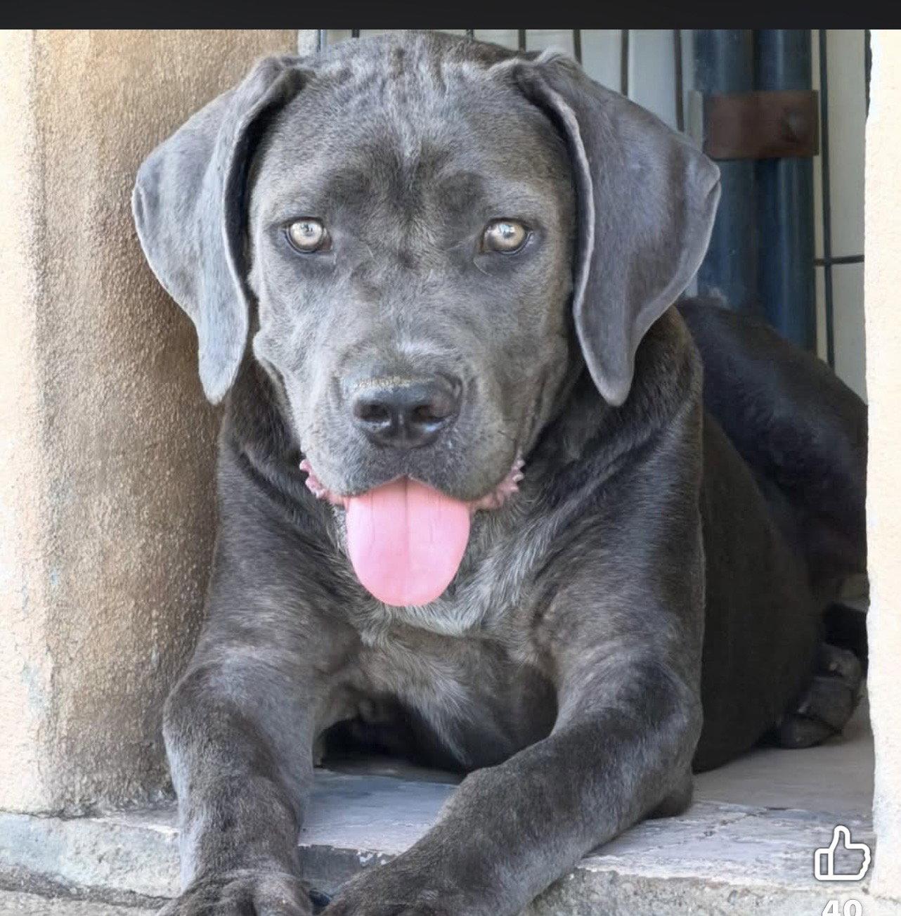 Enlarge Iris, a Adopted Cane Corso in Glendale, AZ image 3/3