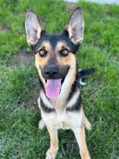 Vinny, Adoptable, Young Male German Shepherd Dog.