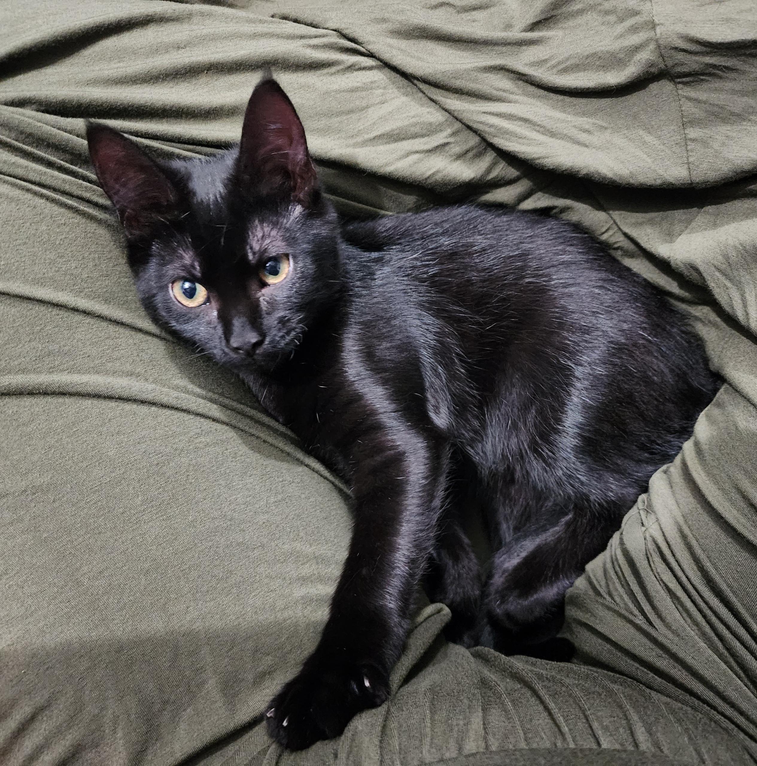 Fidget and Fig *Read BIO