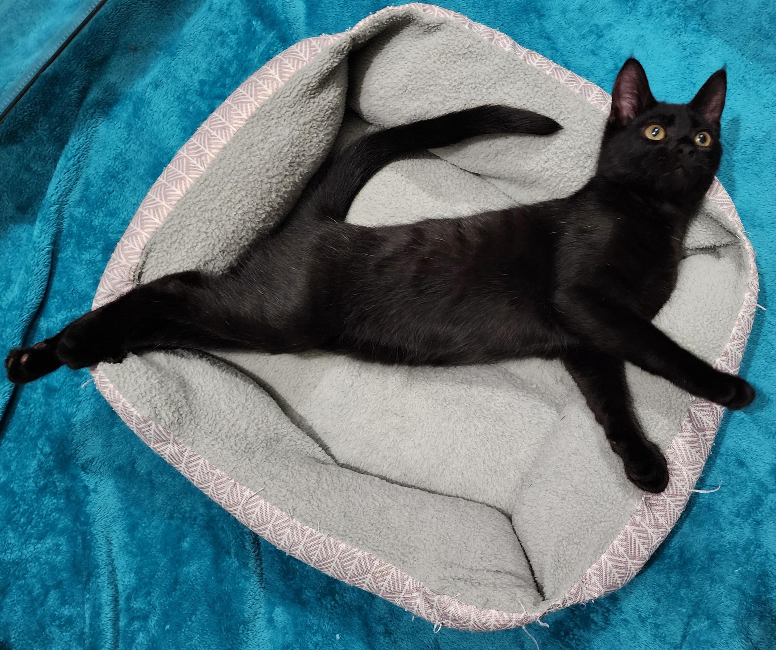 Fidget and Fig *Read BIO, a Adoptable mixed breed in Shelton, WA image 2/4