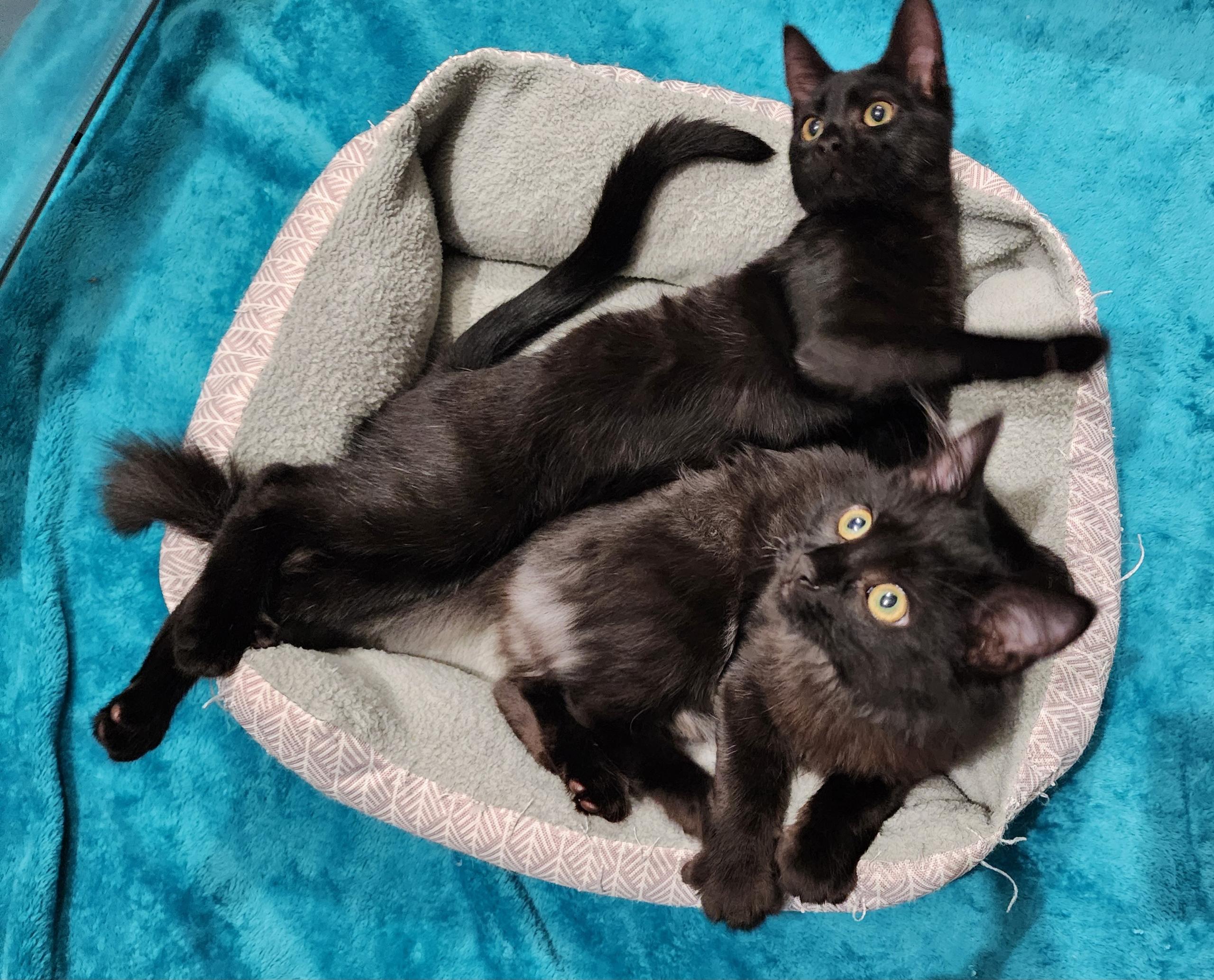 Fidget and Fig *Read BIO