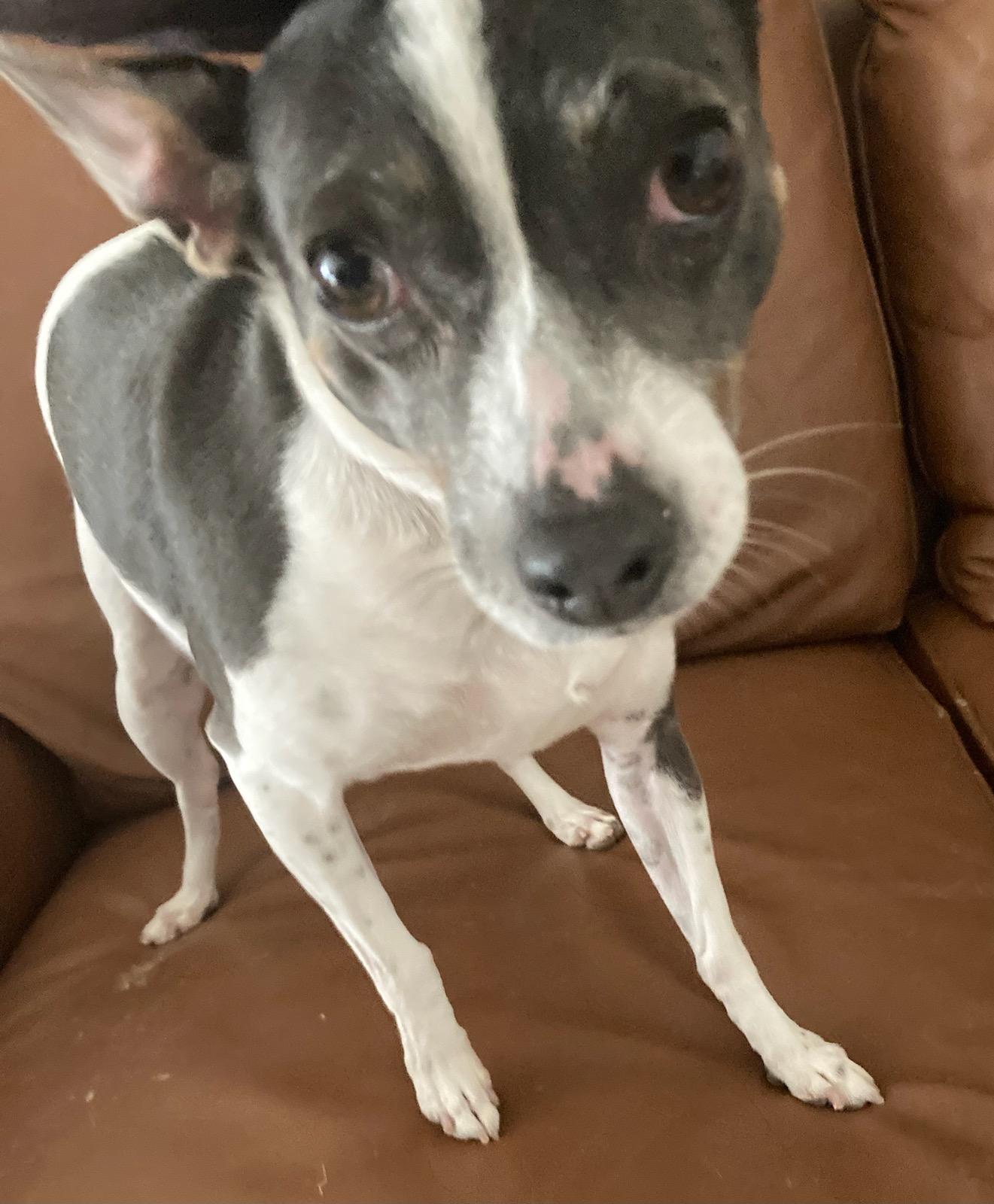 Maggie, an adopted Rat Terrier in Traverse City, MI_image-1