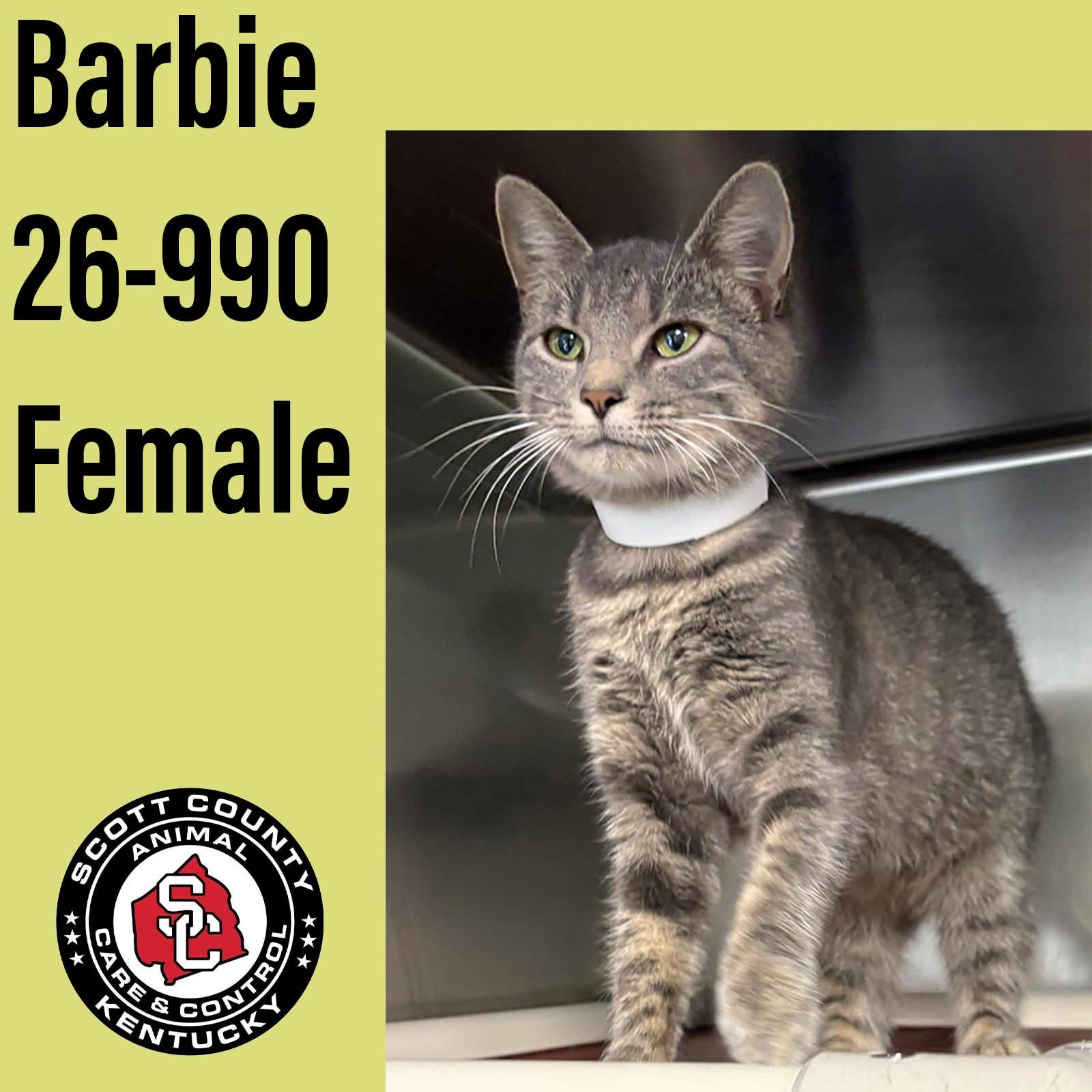 Barbie, Adoptable, Adult Female Domestic Short Hair.