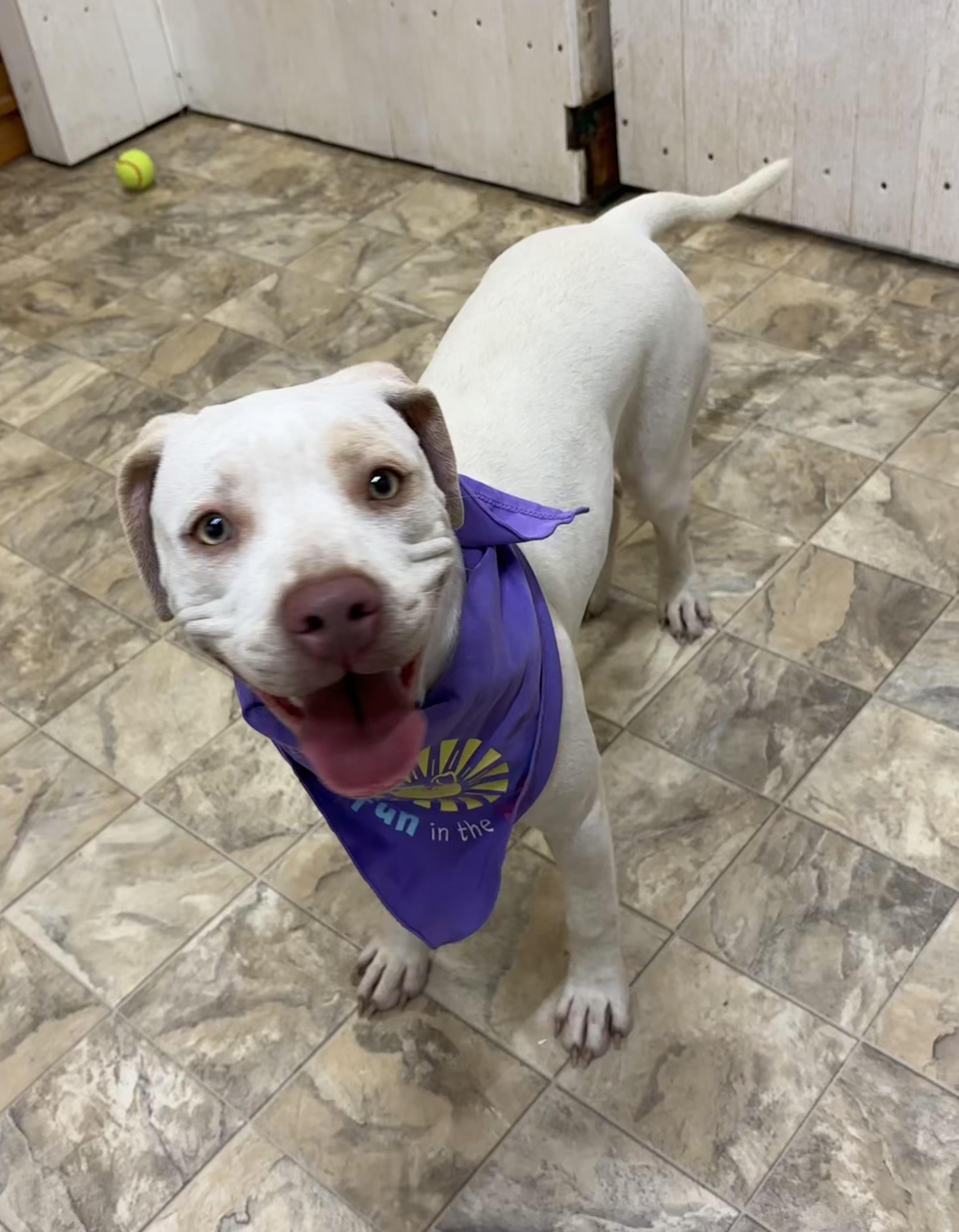 Enlarge Azalea, an adoptable mixed breed in Pilot Point, TX image 1/3