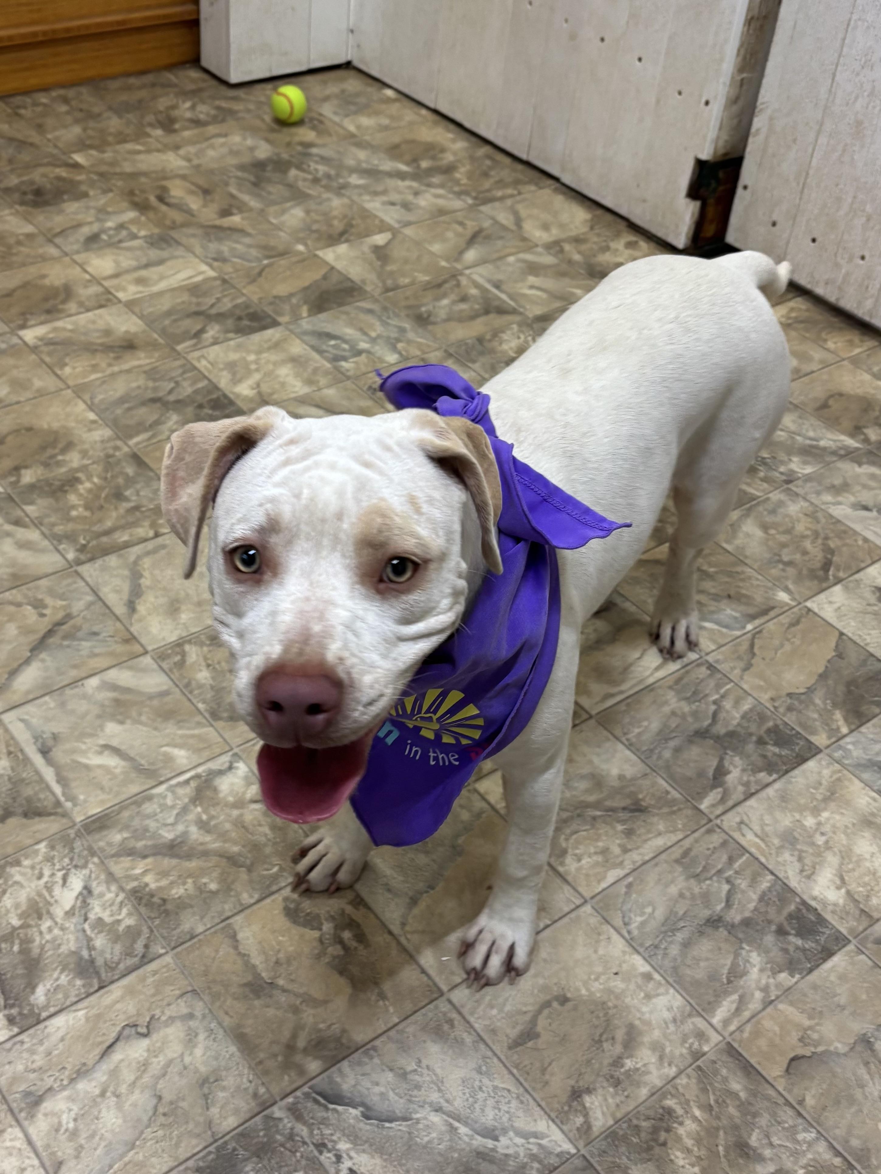 Enlarge Azalea, an adoptable mixed breed in Pilot Point, TX image 2/3