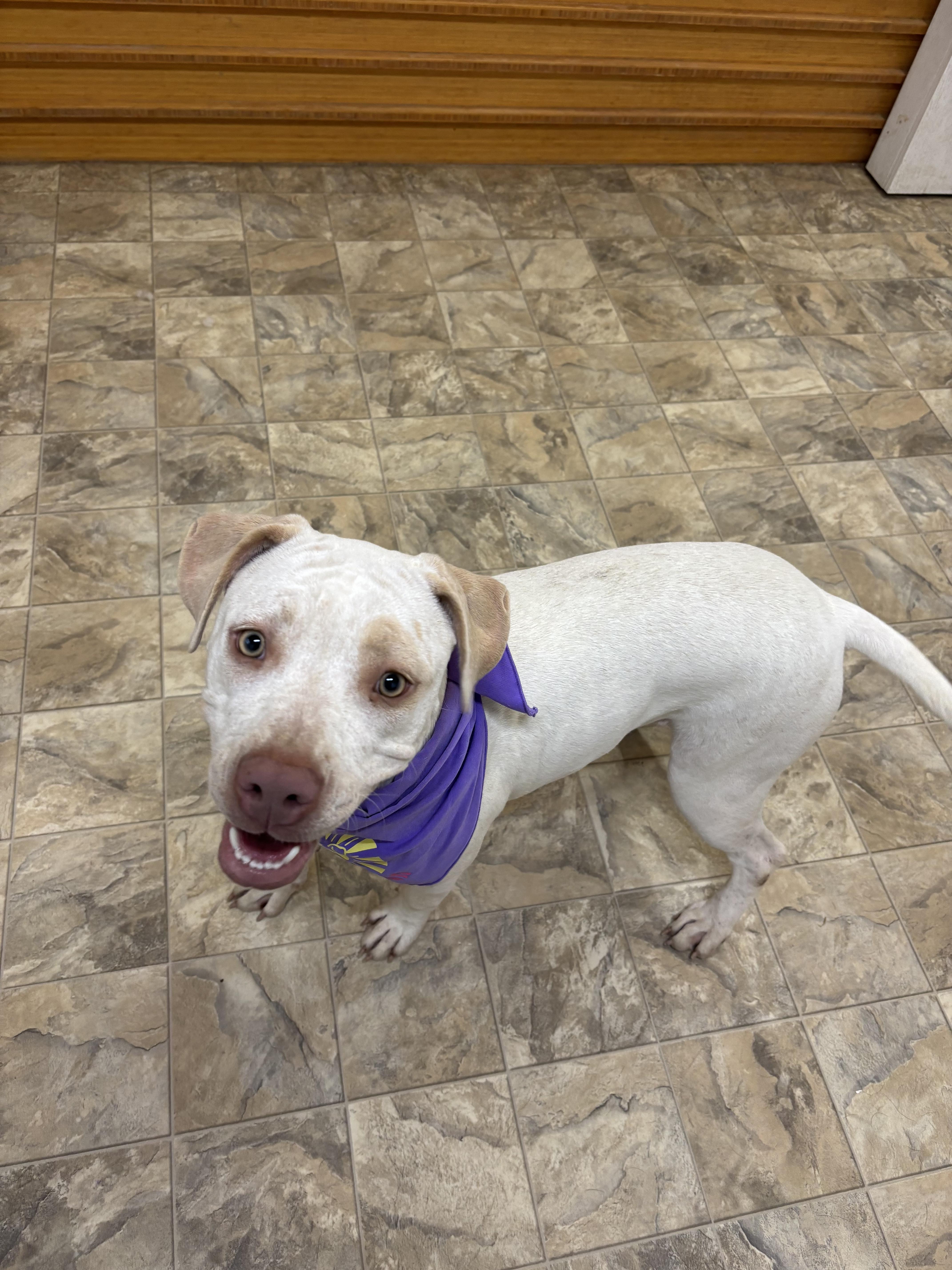 Enlarge Azalea, an adoptable mixed breed in Pilot Point, TX image 3/3