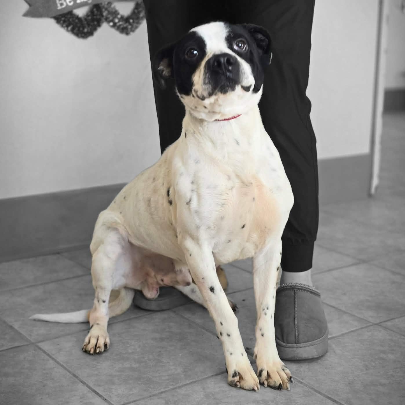 Enlarge Kane, a ADOPTABLE mixed breed in Waterloo, IA image 2/2