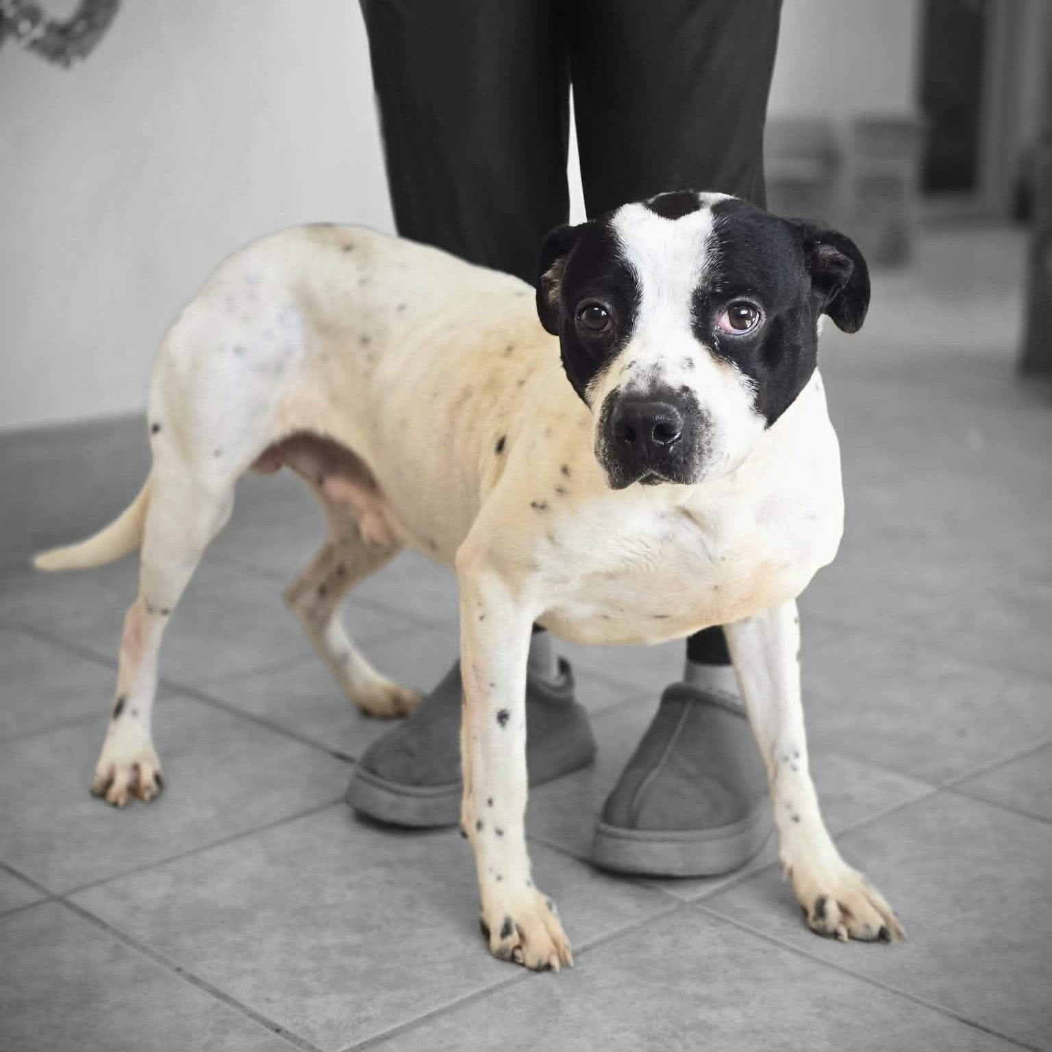Enlarge Kane, a ADOPTABLE mixed breed in Waterloo, IA image 1/2