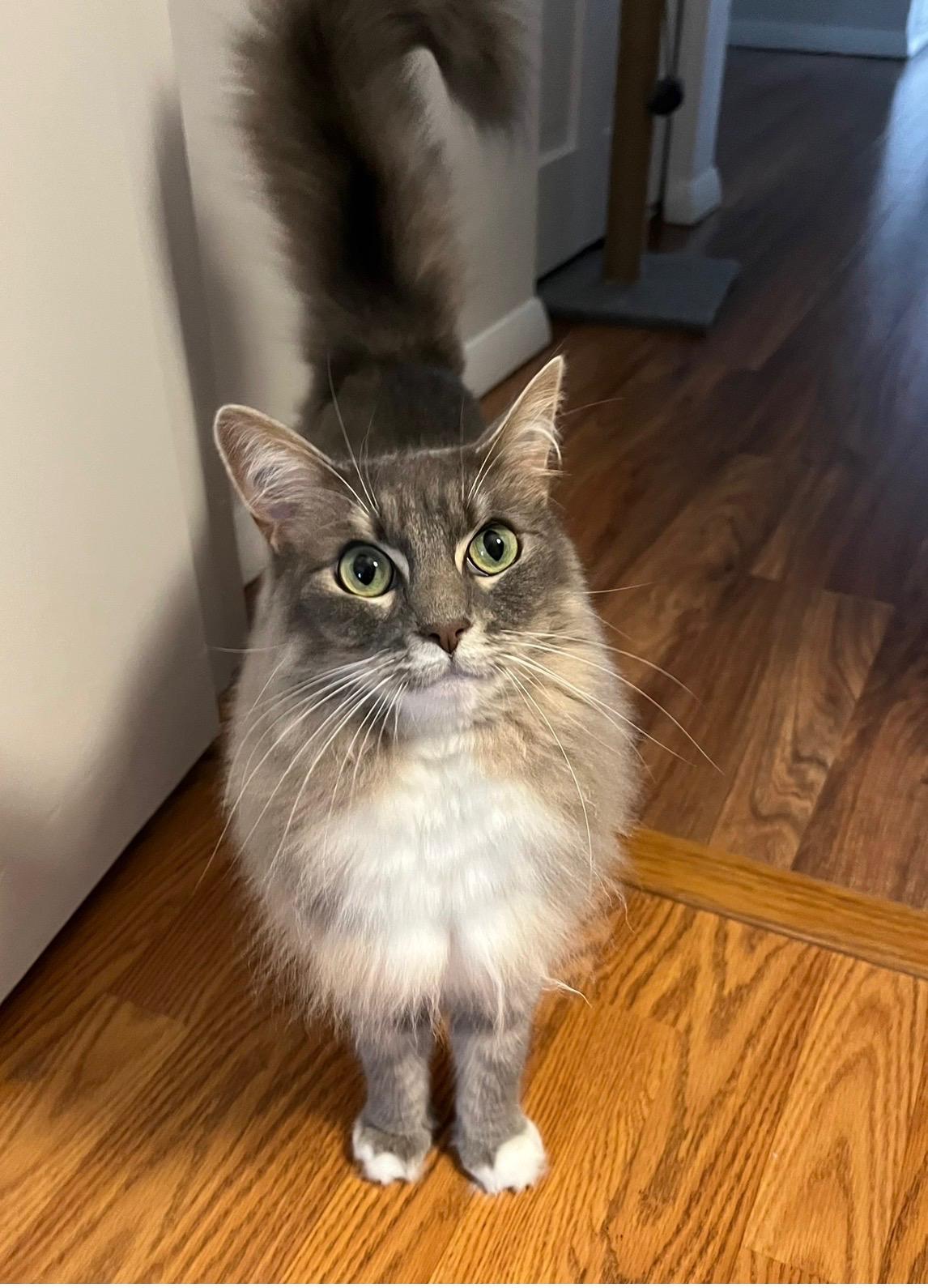 Callie, a ADOPTABLE Domestic Medium Hair in Canton, MA image 1/6