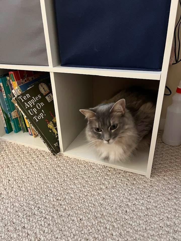 Callie, a ADOPTABLE Domestic Medium Hair in Canton, MA image 5/6