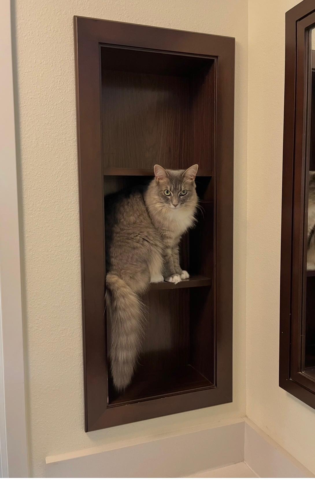 Callie, a ADOPTABLE Domestic Medium Hair in Canton, MA image 4/6
