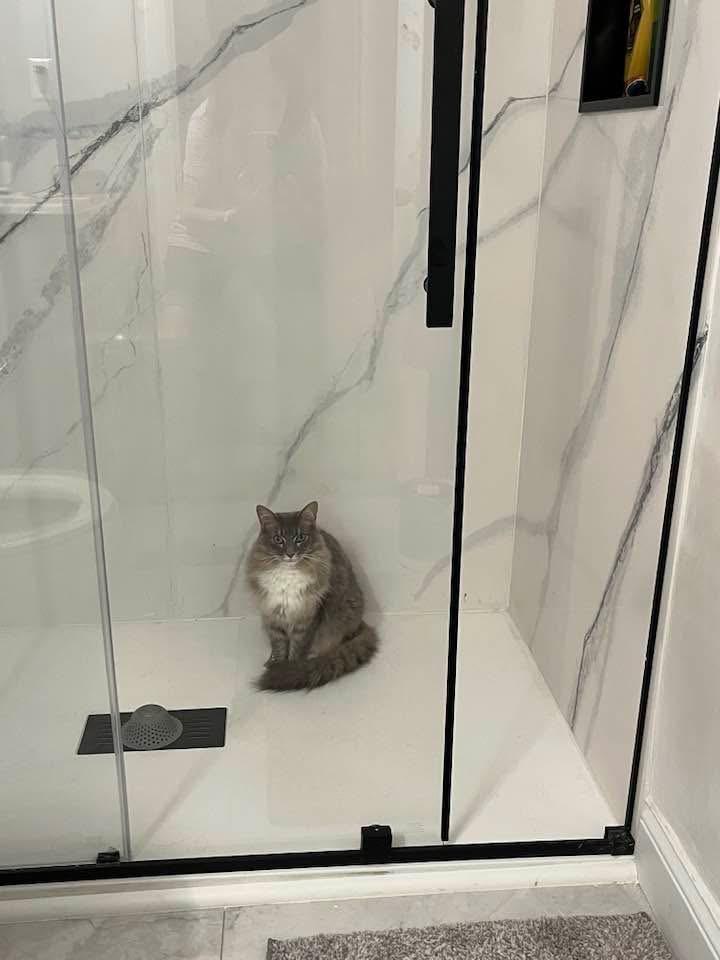 Callie, a ADOPTABLE Domestic Medium Hair in Canton, MA image 3/6