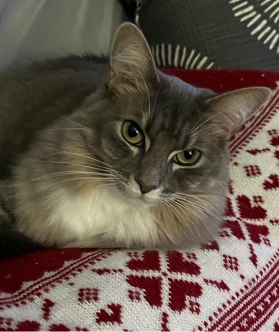 Callie, a ADOPTABLE Domestic Medium Hair in Canton, MA image 2/6