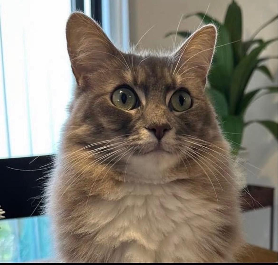 Callie, a ADOPTABLE Domestic Medium Hair in Canton, MA image 6/6