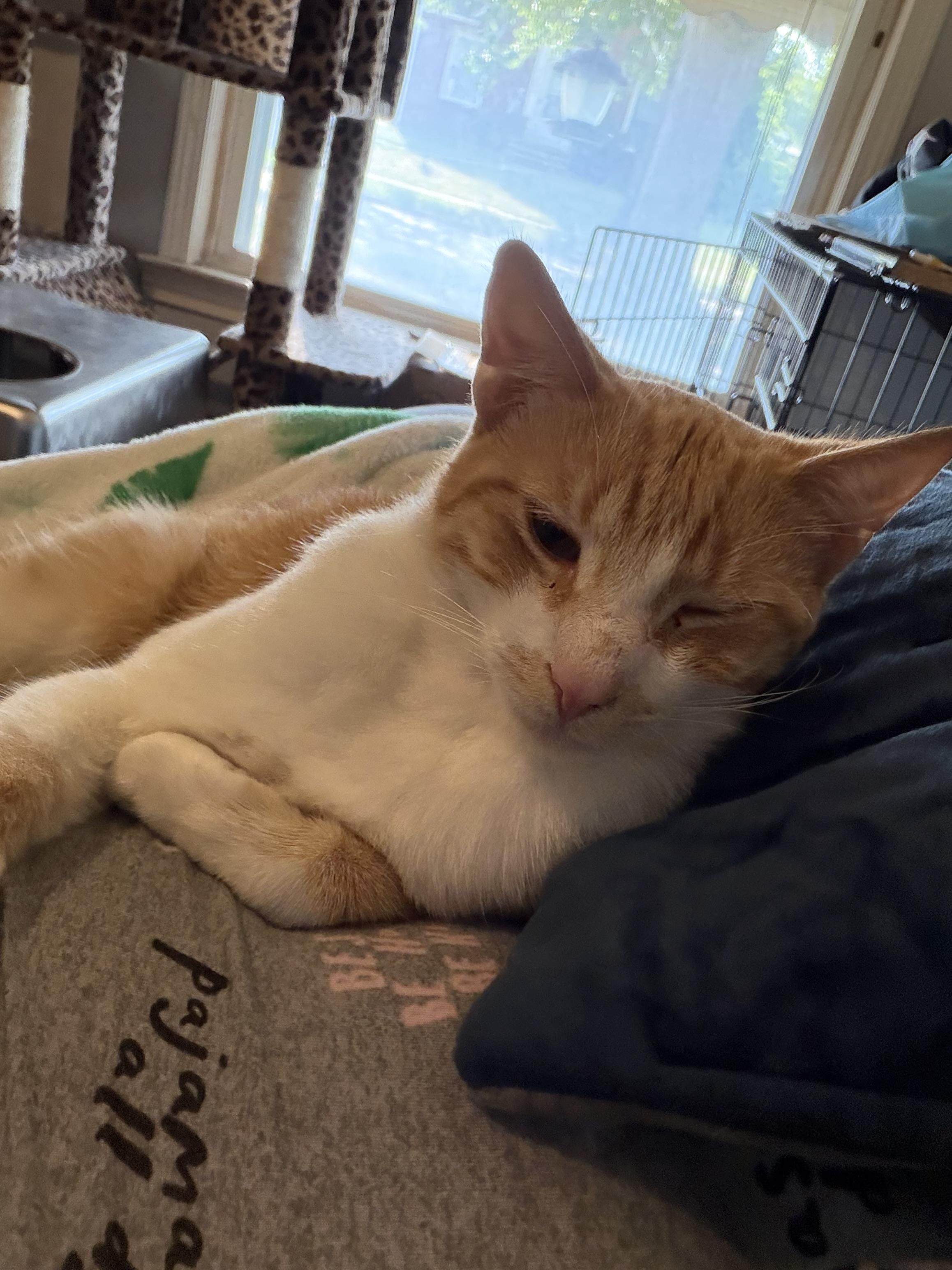 Enlarge Sunny, a Adoptable Domestic Short Hair in Cleveland, OH image 6/6