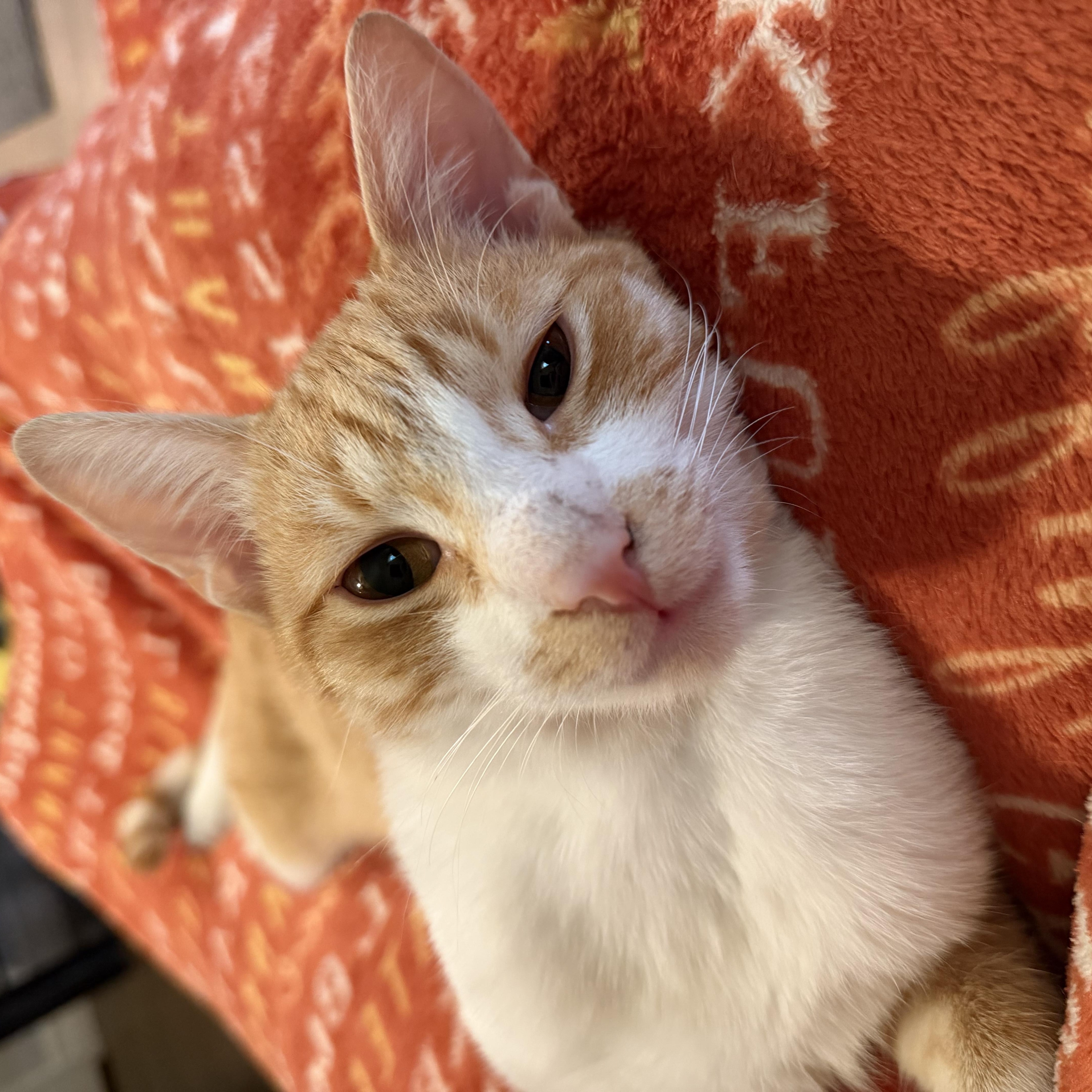 Enlarge Sunny, a Adoptable Domestic Short Hair in Cleveland, OH image 5/6