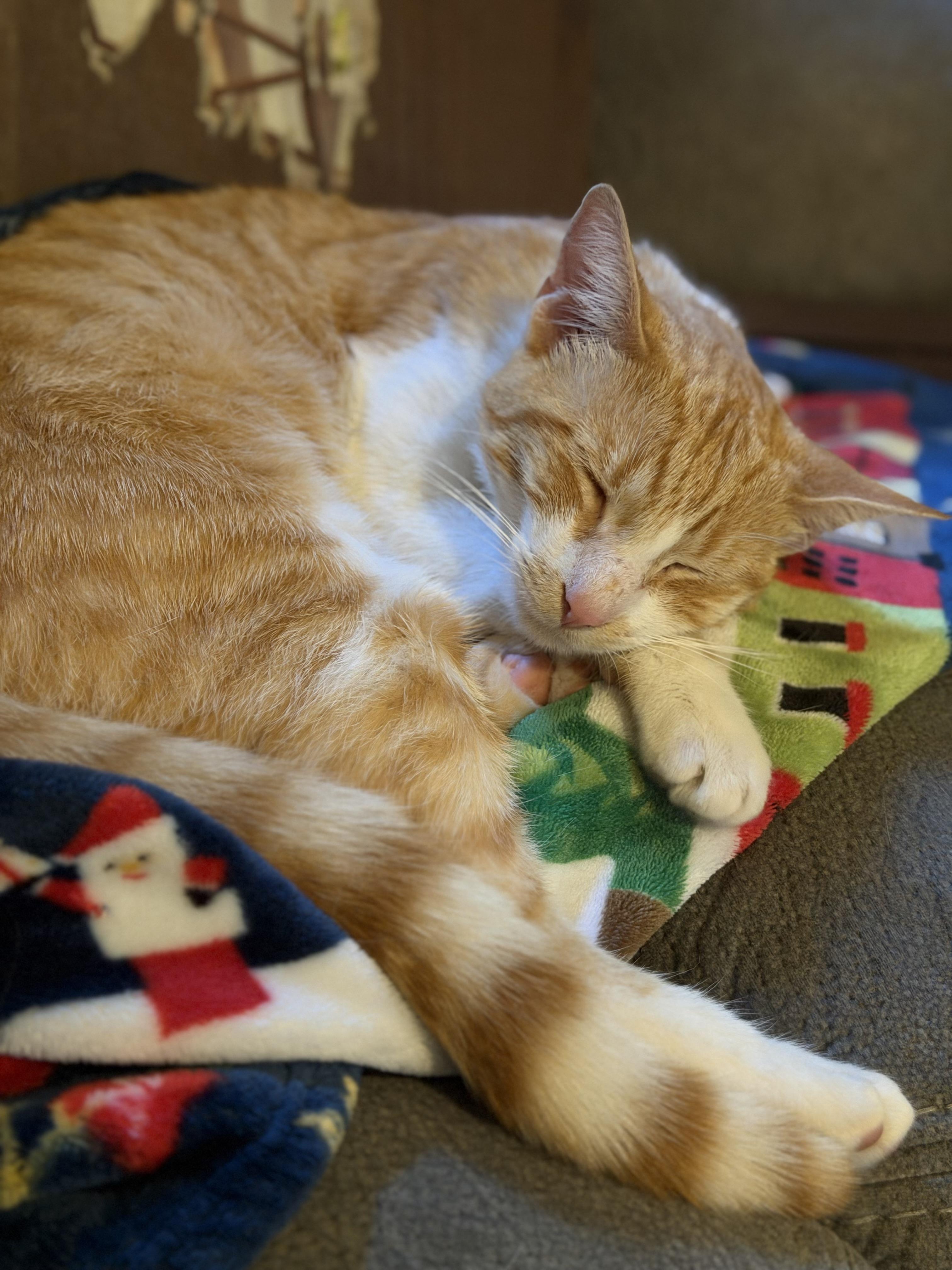 Enlarge Sunny, a Adoptable Domestic Short Hair in Cleveland, OH image 4/6