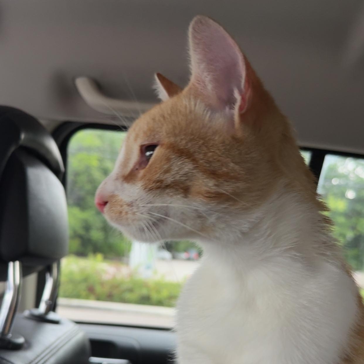 Enlarge Sunny, a Adoptable Domestic Short Hair in Cleveland, OH image 3/6