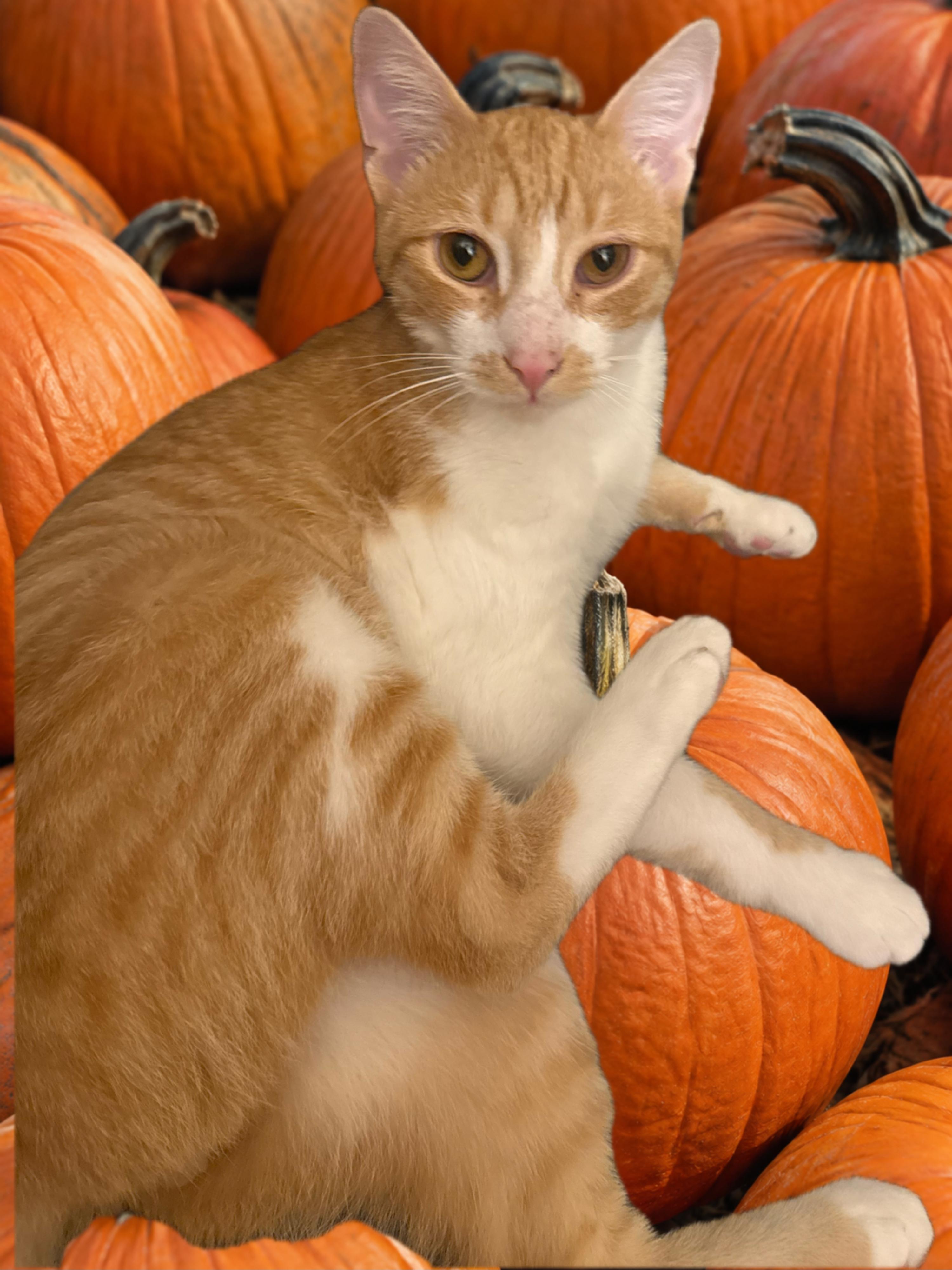 Enlarge Sunny, a Adoptable Domestic Short Hair in Cleveland, OH image 1/6