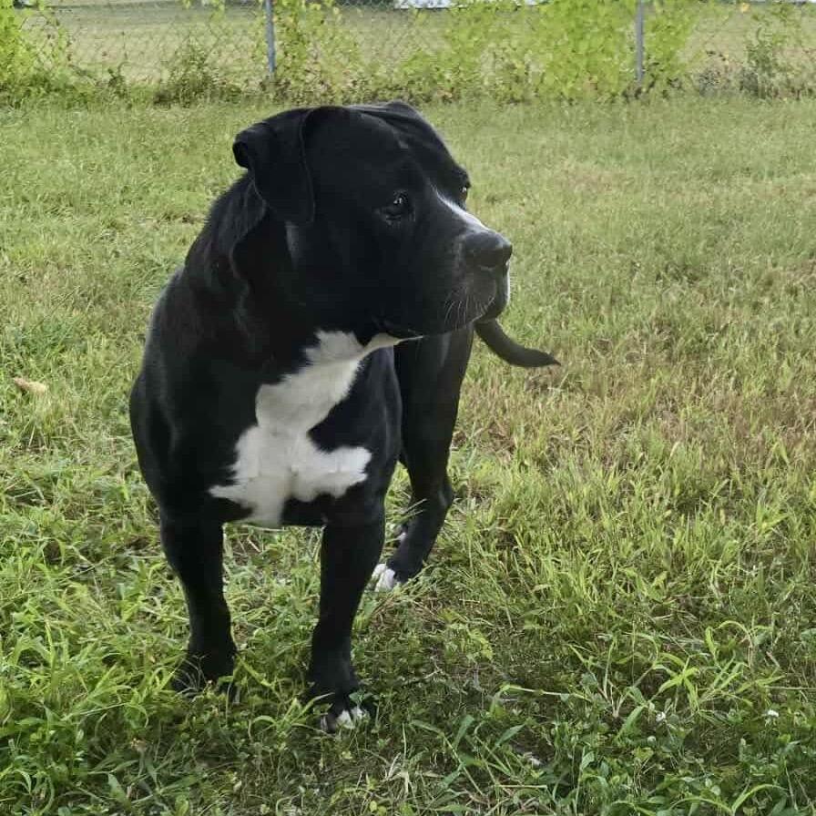 Enlarge Capone, a Adoptable mixed breed in St. Charles, MO image 1/6