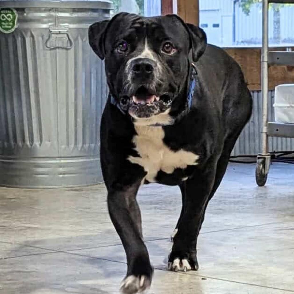 Enlarge Capone, a Adoptable mixed breed in St. Charles, MO image 1/6