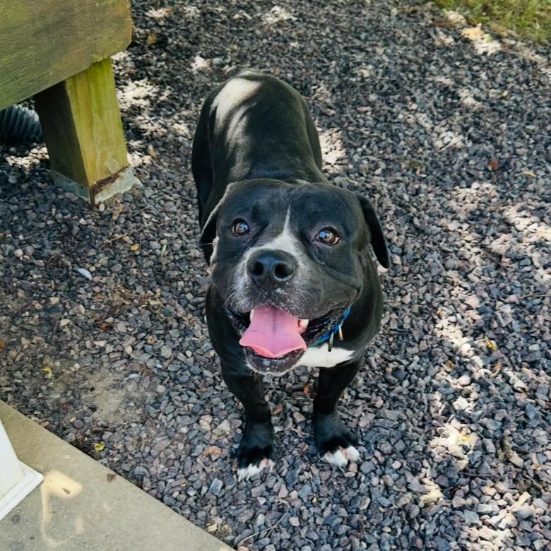 Capone, Adoptable, Young Male English Bulldog & American Bulldog.