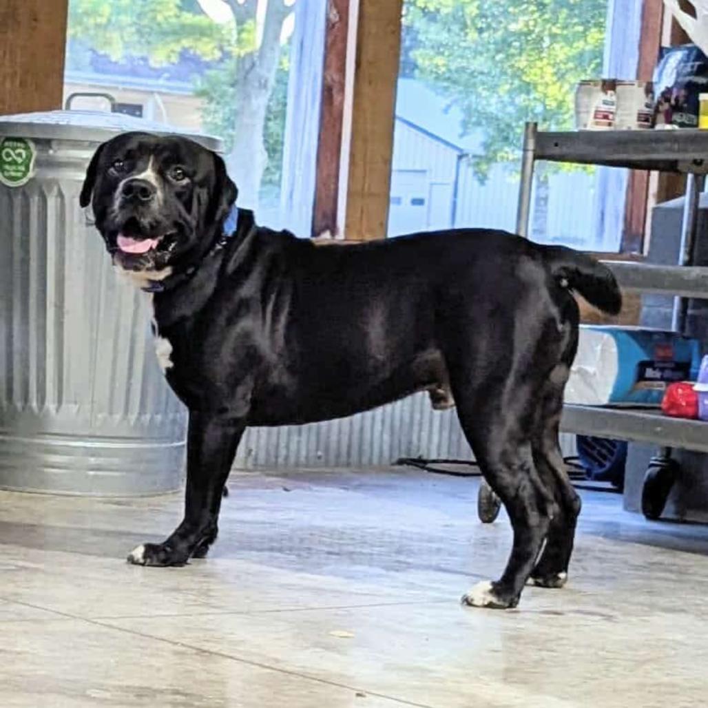 Enlarge Capone, a Adoptable mixed breed in St. Charles, MO image 2/6