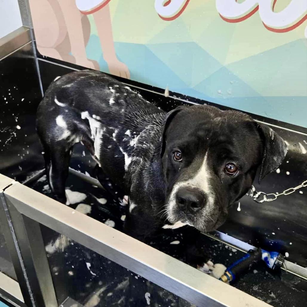 Enlarge Capone, a Adoptable mixed breed in St. Charles, MO image 3/6