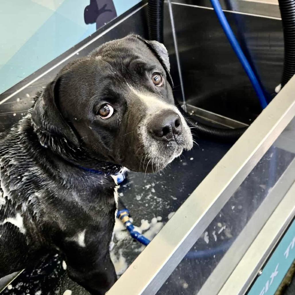 Enlarge Capone, a Adoptable mixed breed in St. Charles, MO image 3/6