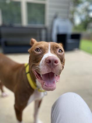 Sylvie (in foster), Adoptable, Adult Female Mixed Breed & Mixed Breed.