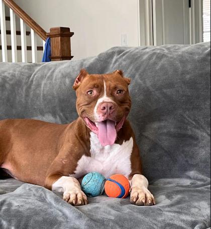 Sylvie (in foster), Adoptable, Adult Female Mixed Breed & Mixed Breed.