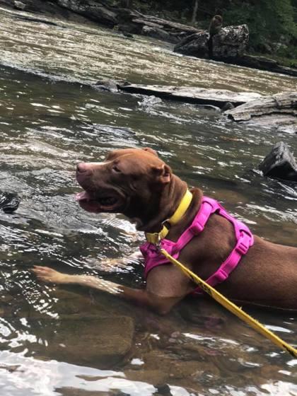 Enlarge Sylvie (in foster), a Adoptable Mixed Breed in Atlanta, GA image 2/3