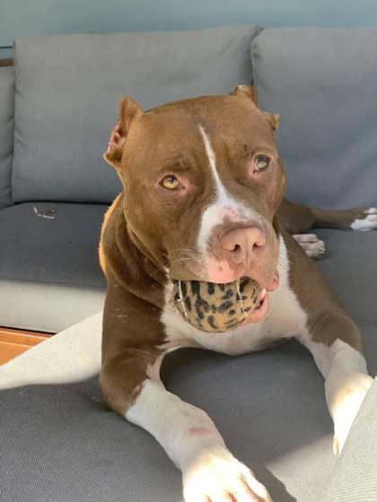 Enlarge Sylvie (in foster), a Adoptable Mixed Breed in Atlanta, GA image 3/3