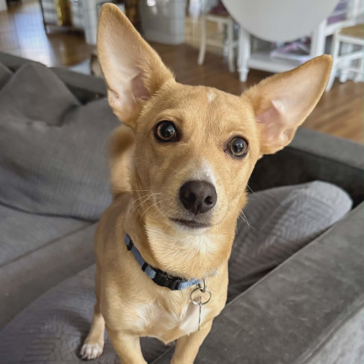 Enlarge Tinsel, a ADOPTABLE mixed breed in Stamford, CT image 6/6