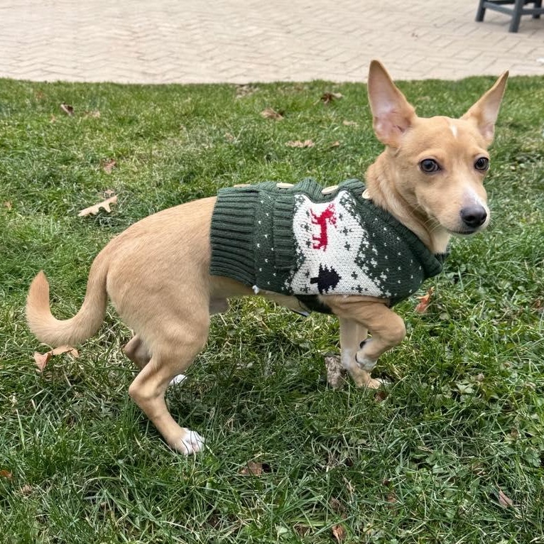 Enlarge Tinsel, a ADOPTABLE mixed breed in Stamford, CT image 4/6